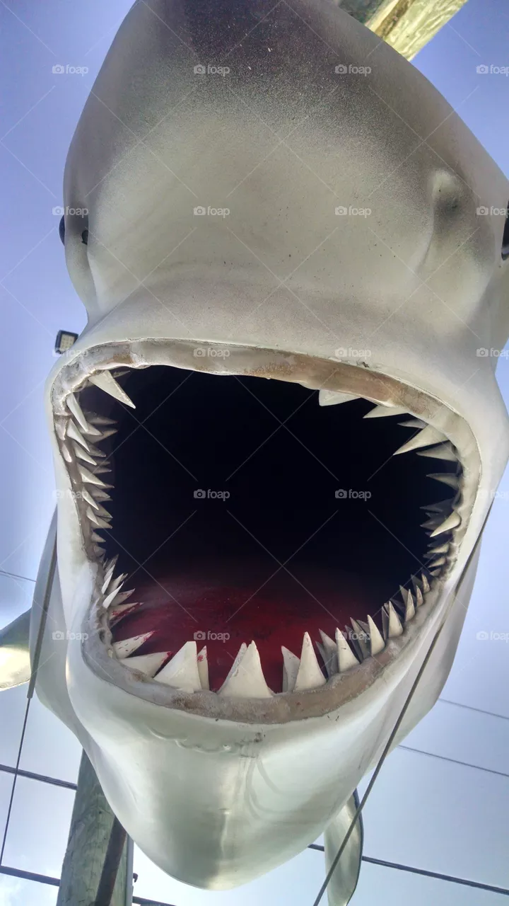 Shark