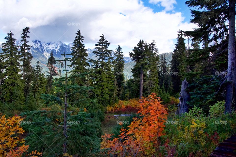 Fall in the Cascades