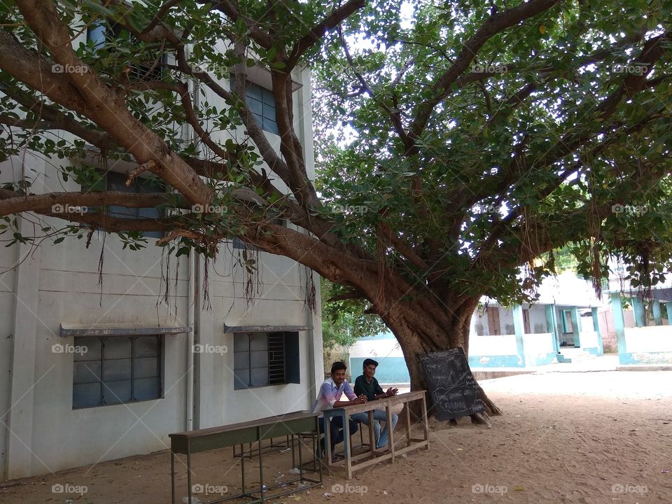study under 🌲 tree