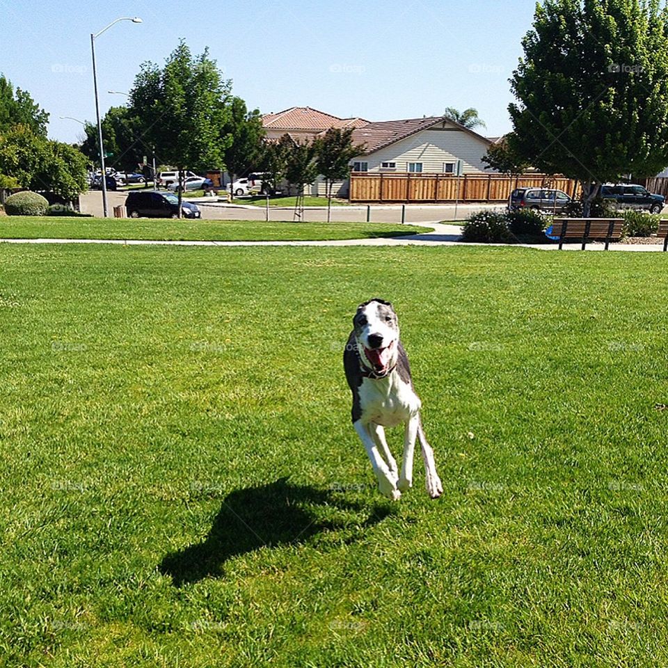 Happy Dog