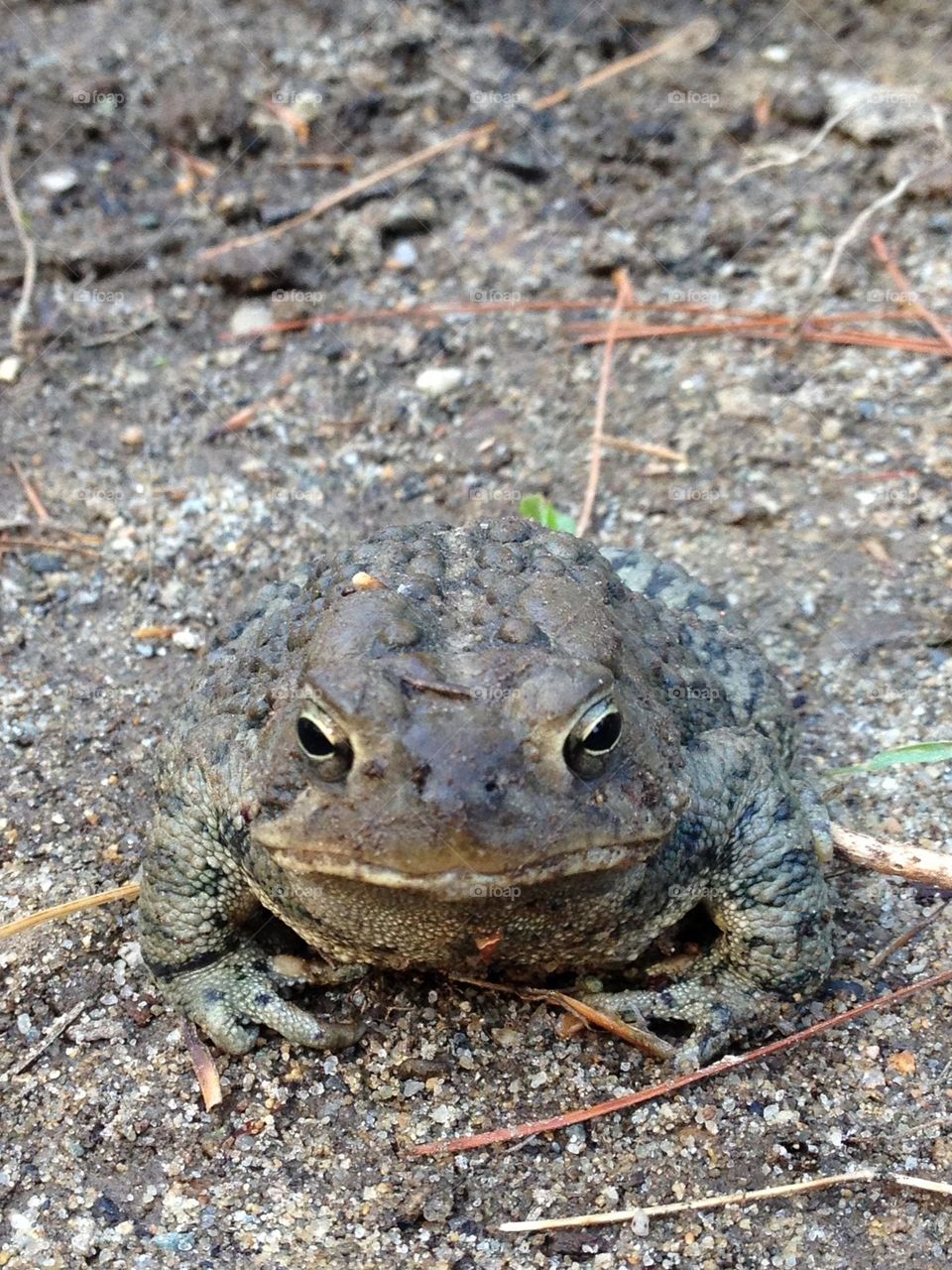 Last time I saw a big toad I had to take a photo of it. It sat still long enough to set up this great shot. It was late afternoon but brightly lit. Details of this amphibian are awesome, showing skin, colors, mouth & eyes. Green legs are a contrast.
