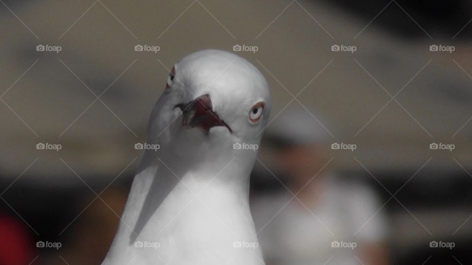 A seagull at Sydney Harbour, Australia staring at the camera with it’s head tilted begging for food.