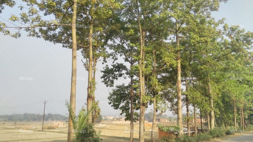 A beautiful scene of trees in the feild.