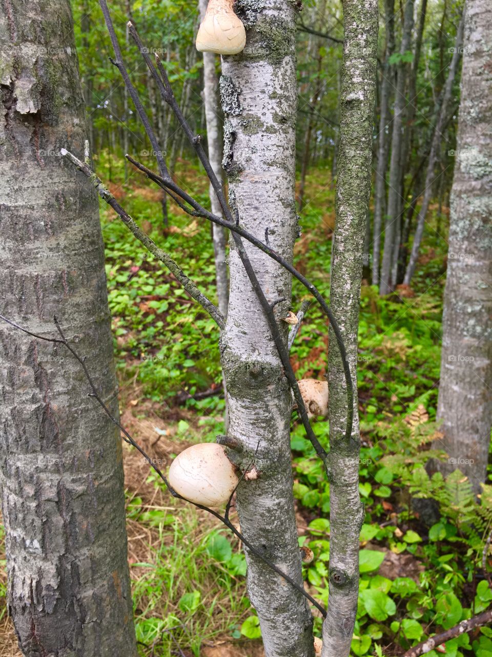 Artist’s Bracket fungi