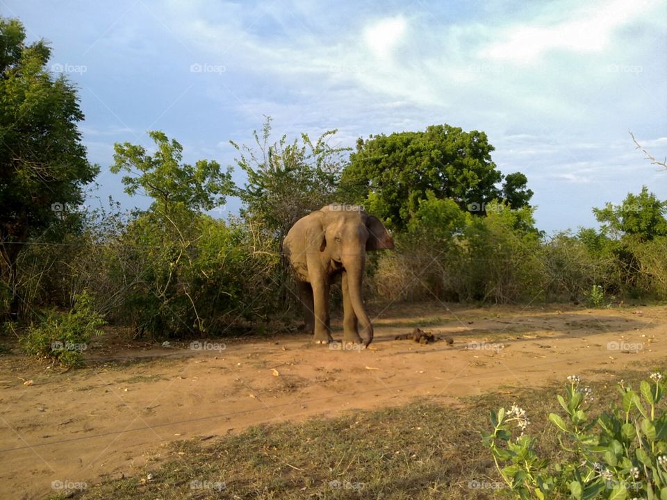 Wild Elephant near the main road looking for food... Udawalava national park Sri Lanka.