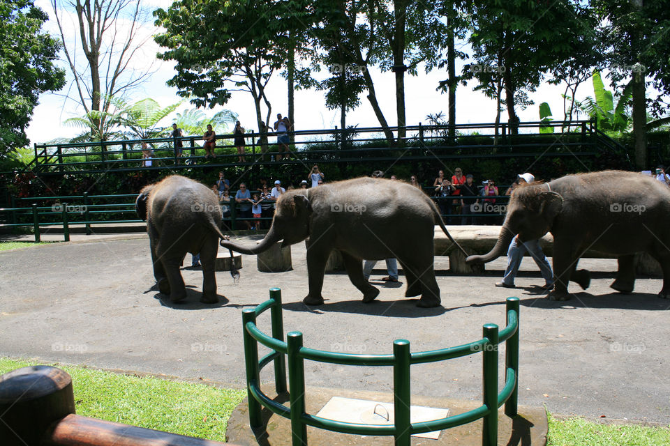 Elephants 