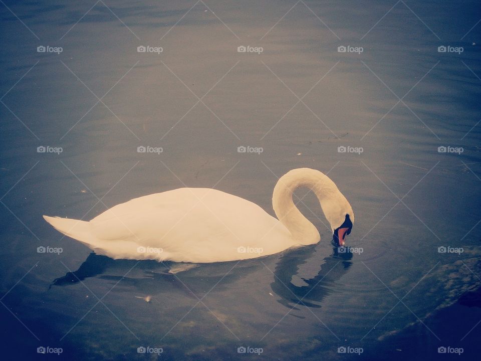swan dreamy