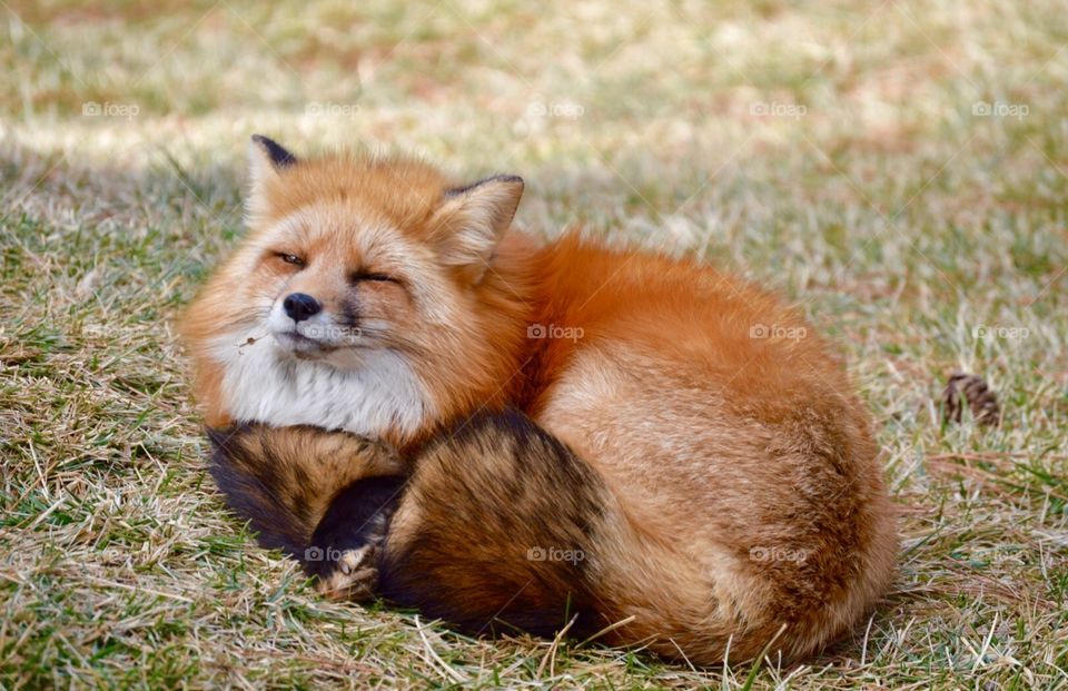 Sleepy Fox 