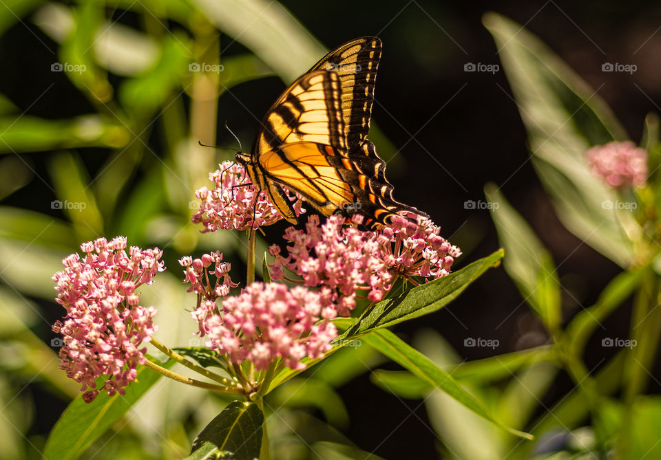 Beautiful eastern tiger swallowtail on milkweed flowers 