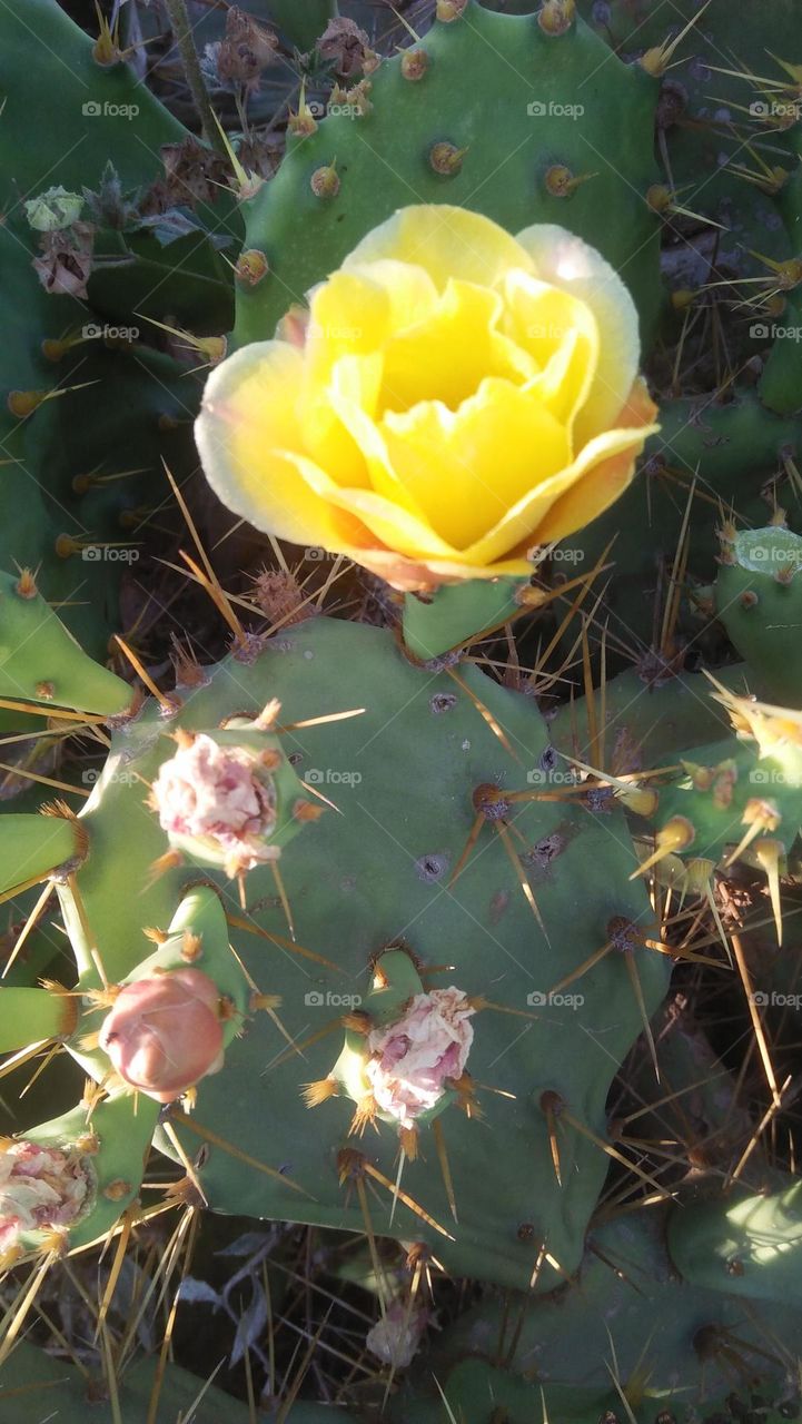 Yello flower of cactus.