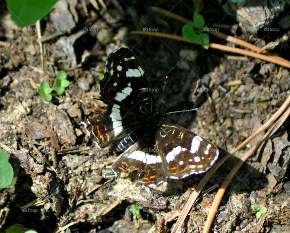 Schmetterling