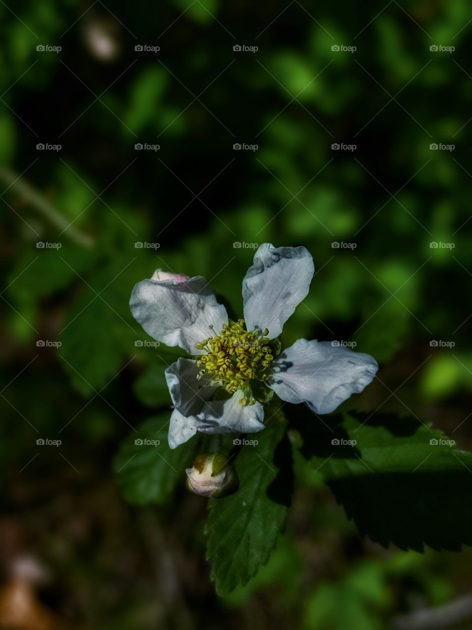 Blackberry Bloom