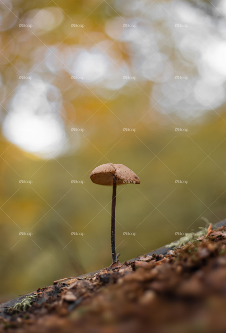Close-up of mushroom in forest during autumn.
