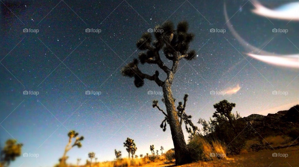 Joshua tree natl park