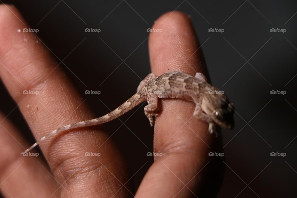 nature beautiful skin owner baby reptile