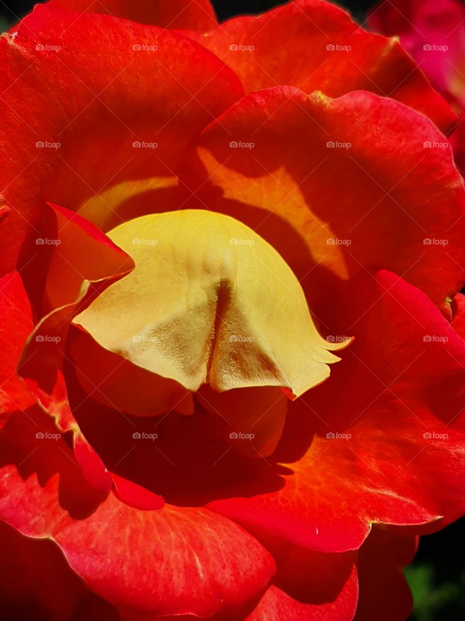 red rose with yellow petal