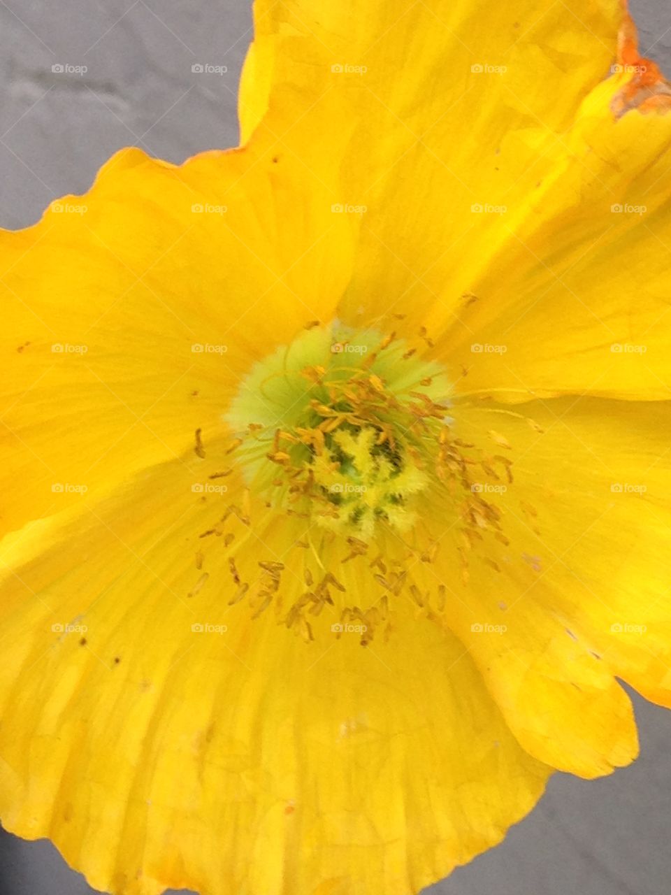 Yellow poppy