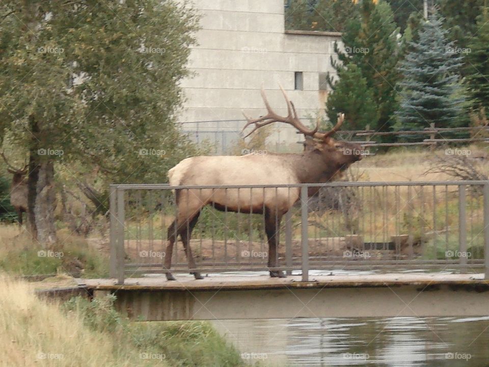 Elk on a Bridge