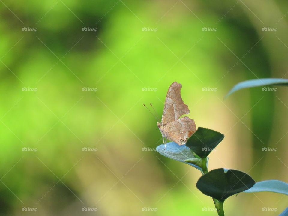 Question mark butterfly on Camilla leaf