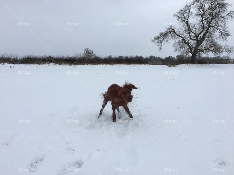 The Beast From The East .. snow day in the North East Of England Feb ‘18 Photo taken with my iPhone shortly before it switched itself off ?!?! 