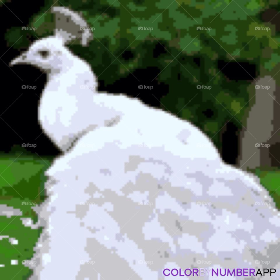 The white peacock is one of the most colorful peacocks in the world. Although no one has ever seen a white peacock before, I colored one in a pixel coloring app as a resemblance of one. Wouldn’t we like to see a white peacock someday?
