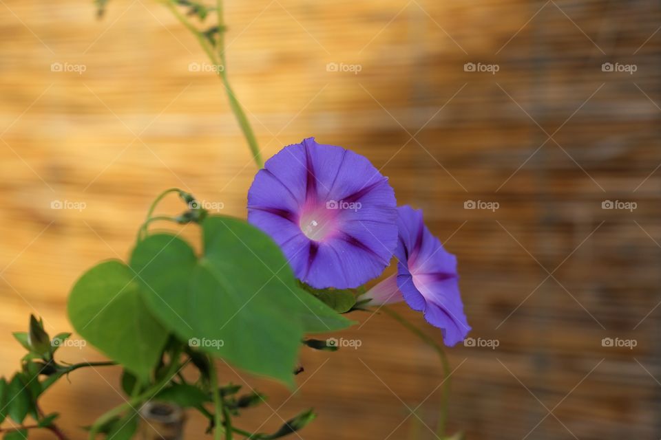 Close-up of a flowers