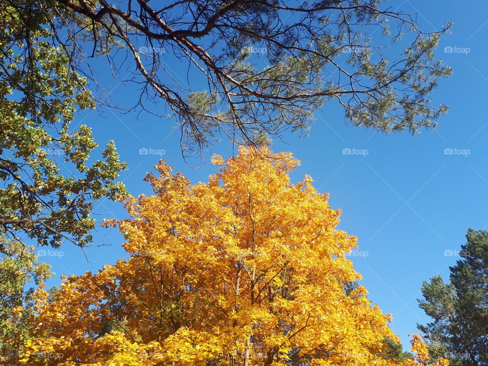 Autumn forest