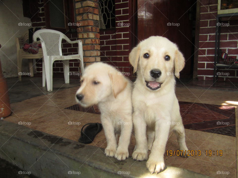 Labrador retriever brother and sister
