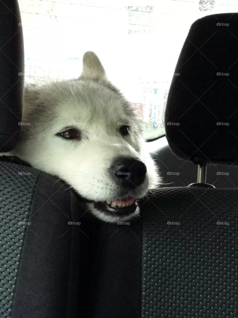 Dog