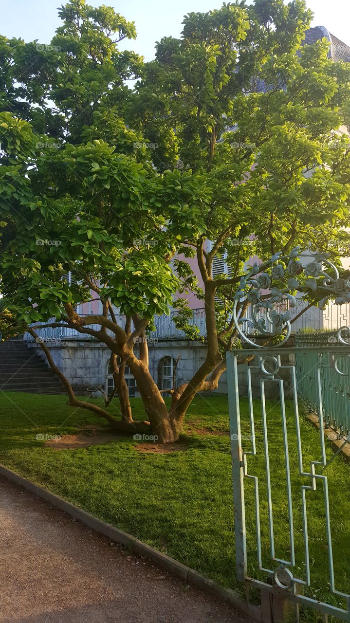 tree park nature green grass