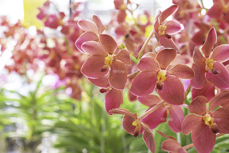 Beautiful Red Filipino Orchid Background blurred leaves in the garden.