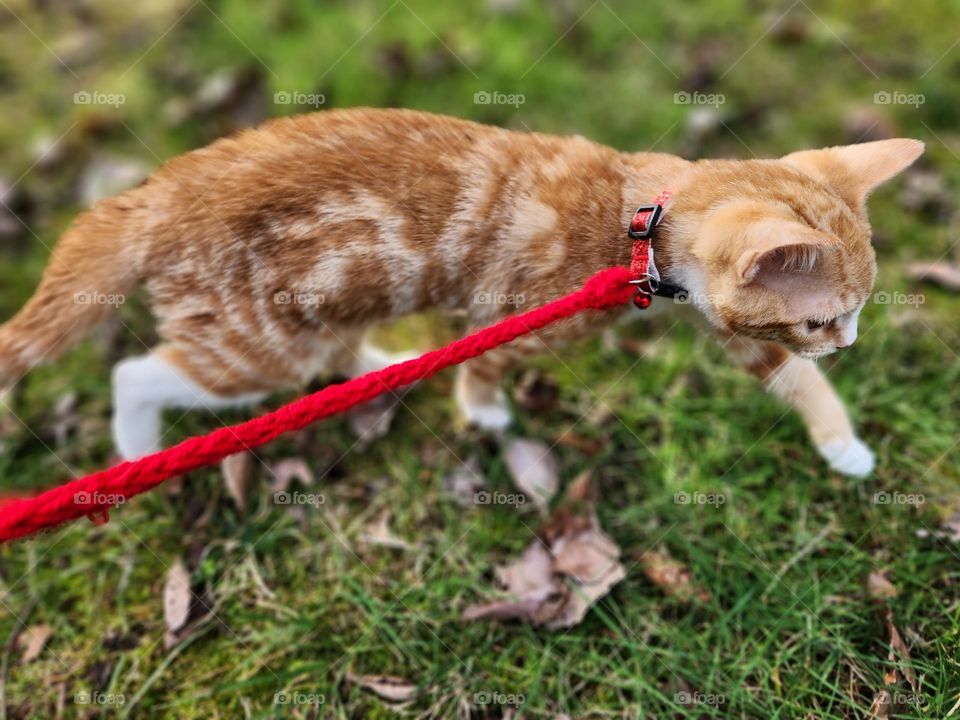 Little orange and white tabby kitten walking outside on the green grass.