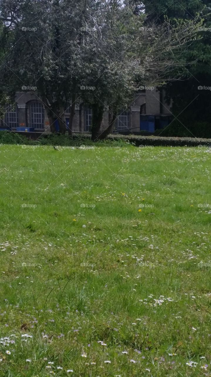 Grass, Landscape, Tree, Lawn, Environment