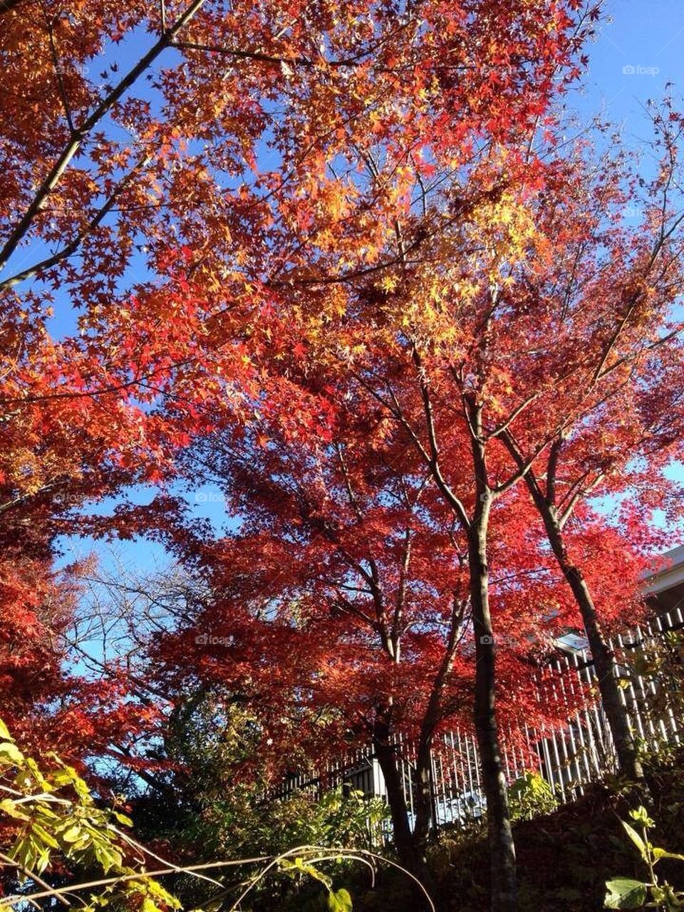 Autumn Leaves, Japan
