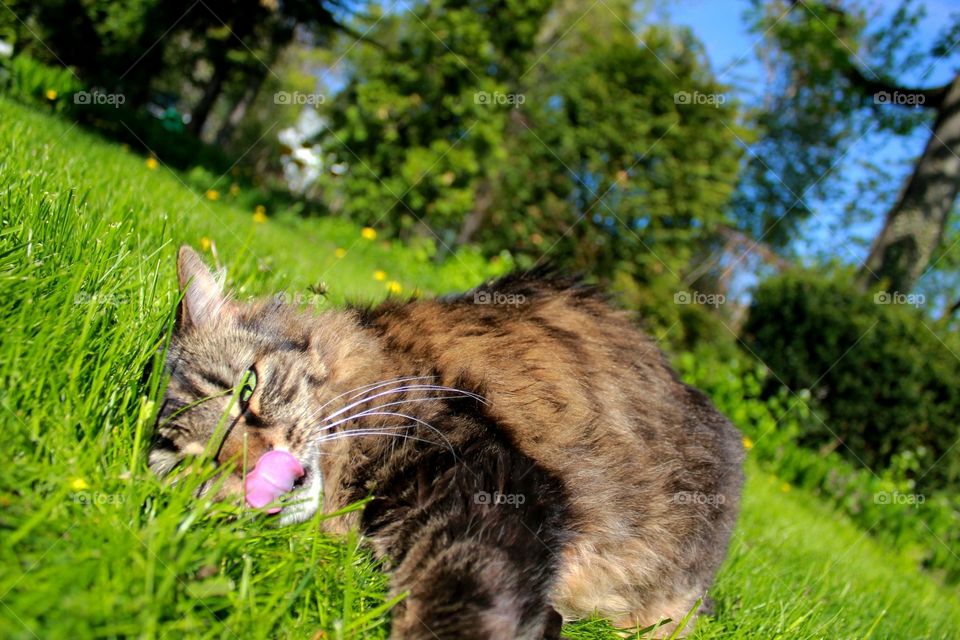 Cat sticking tongue out  