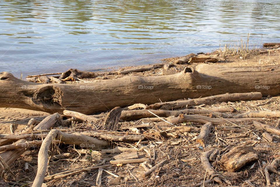 Fallen tree at the edge of the river