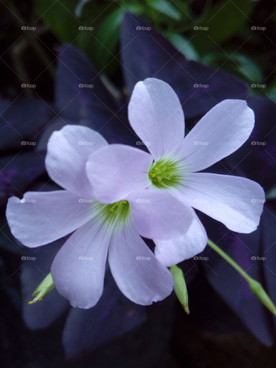 Macro of beautiful flowers