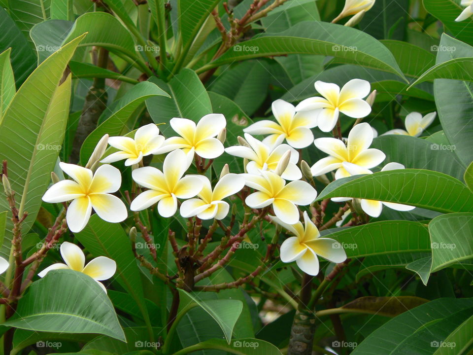 Frangipani