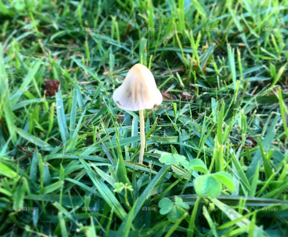 Arranquei as pragas, cortei a grama, caprichei na poda das flores. E no outro dia... olhe só que “intrometido” apareceu!
Ô Sr Cogumelo, vá brotar em outra praça. Sua foto ficou bacana, mas a sua presença, por ora, não