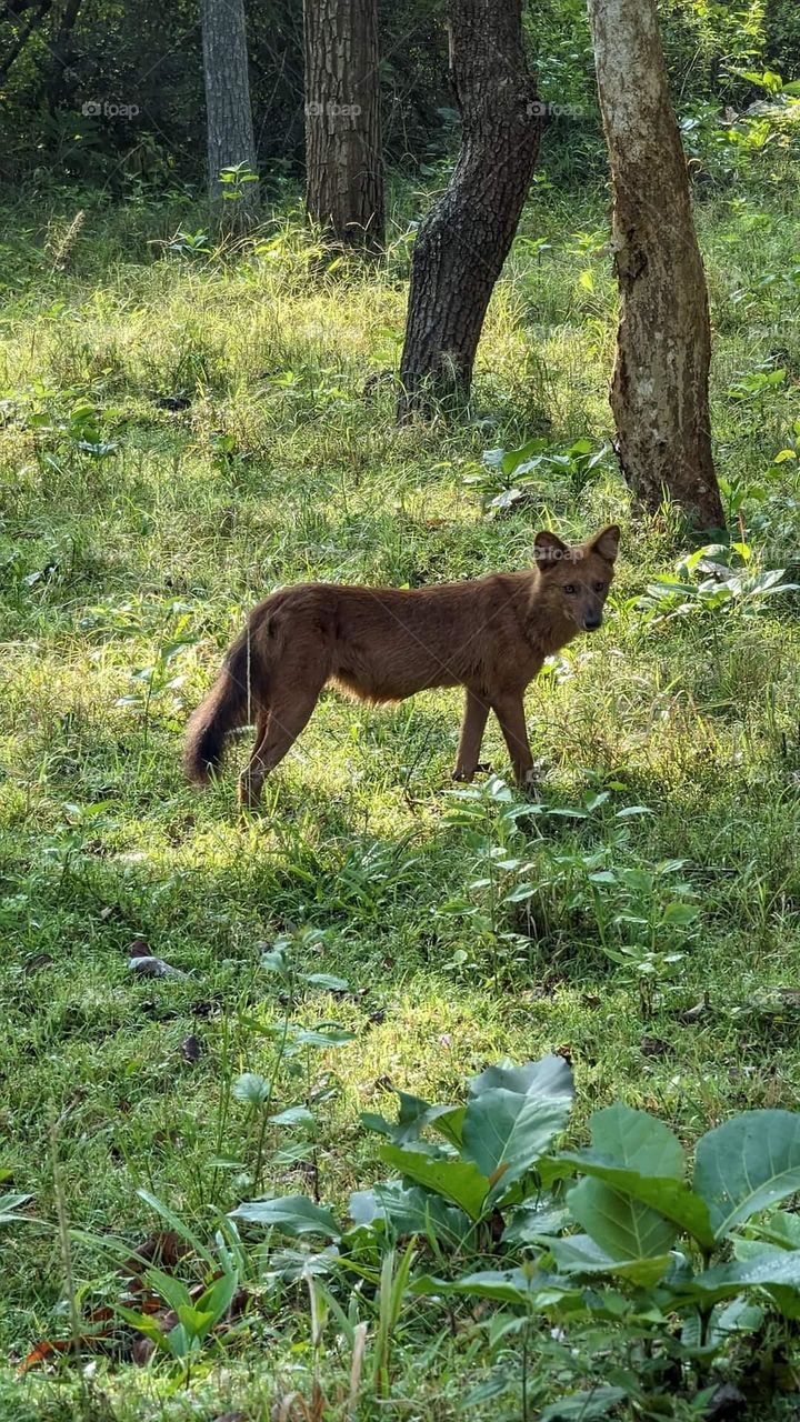 india fox