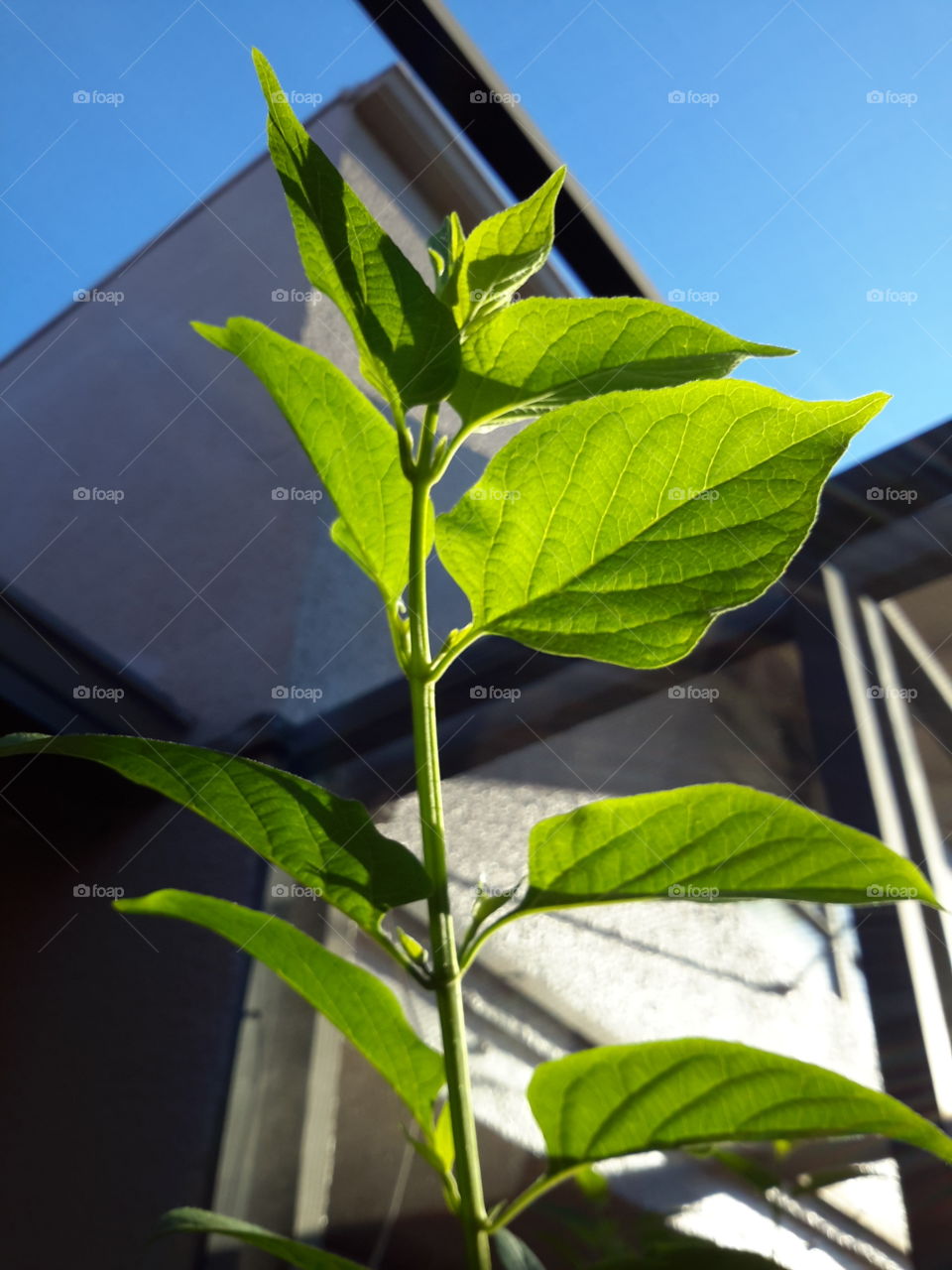 new growth. new growth reaching towards sky