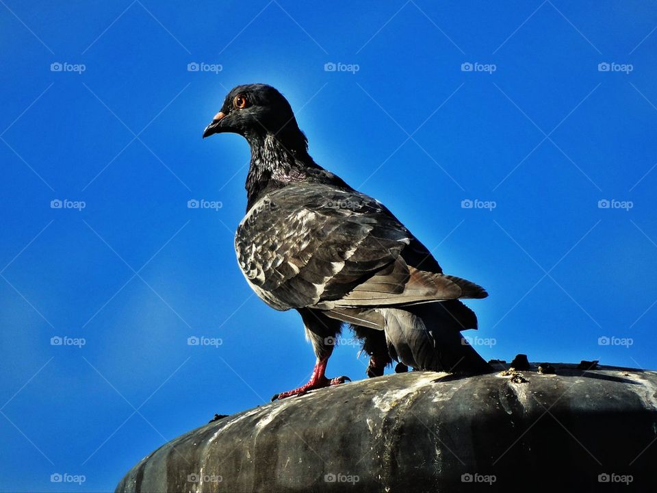 City pigeon