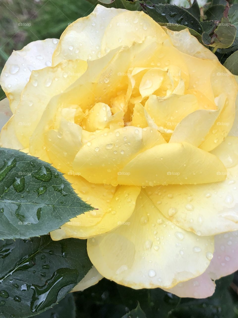 Yellow rose after the rain