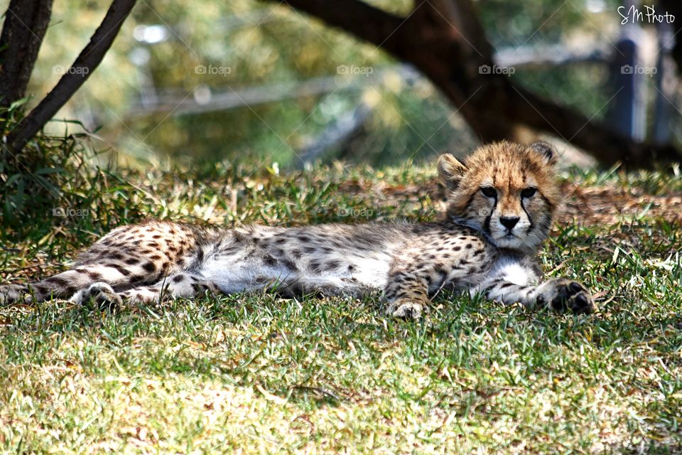 Relaxing cheetah 