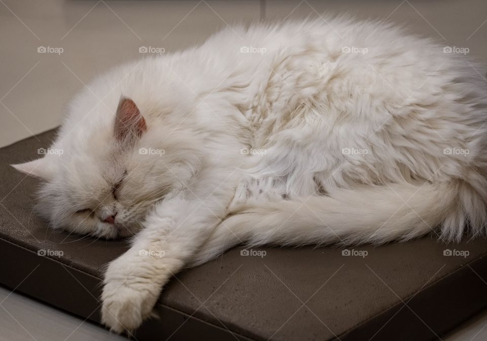 Cute cat in cat cafe shop in Bangkok Thailand