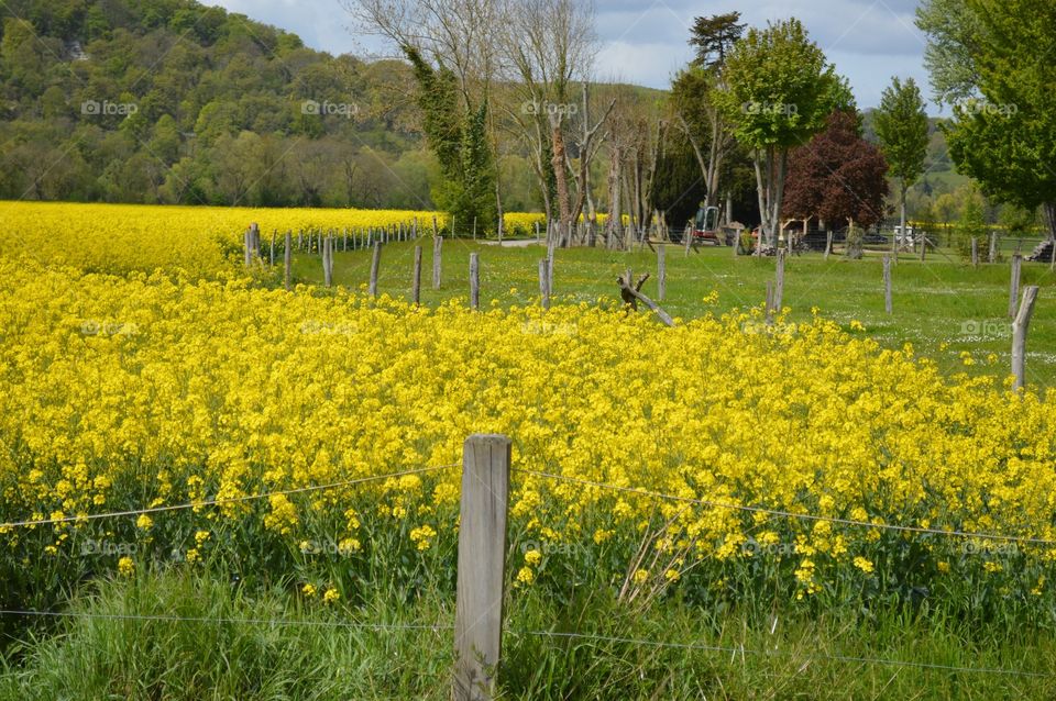 Fields of Canola in France 