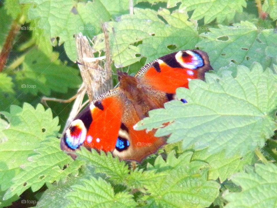 Schmetterling zwischen Brennesseln