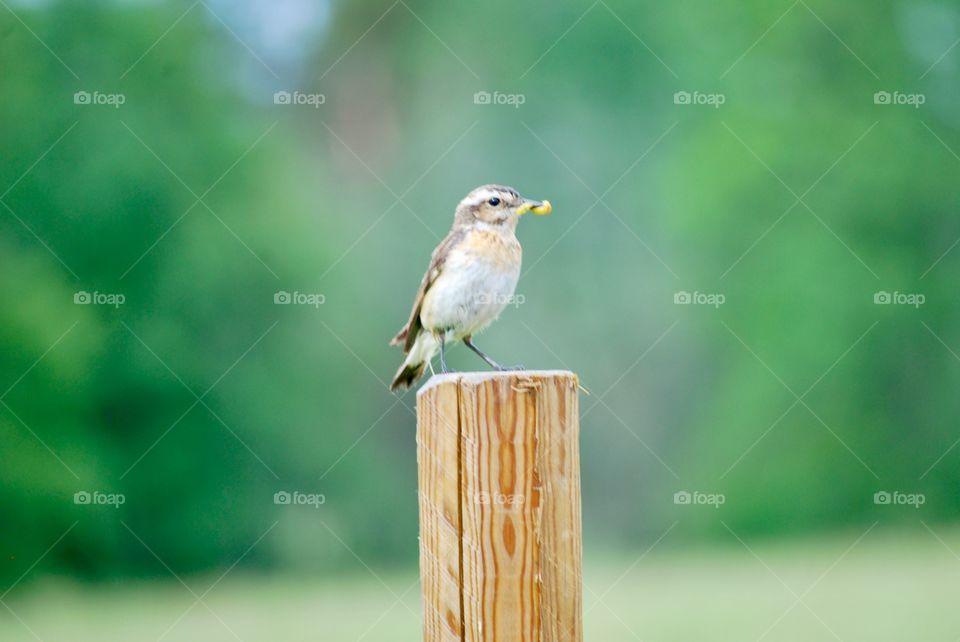 Bird on pole
