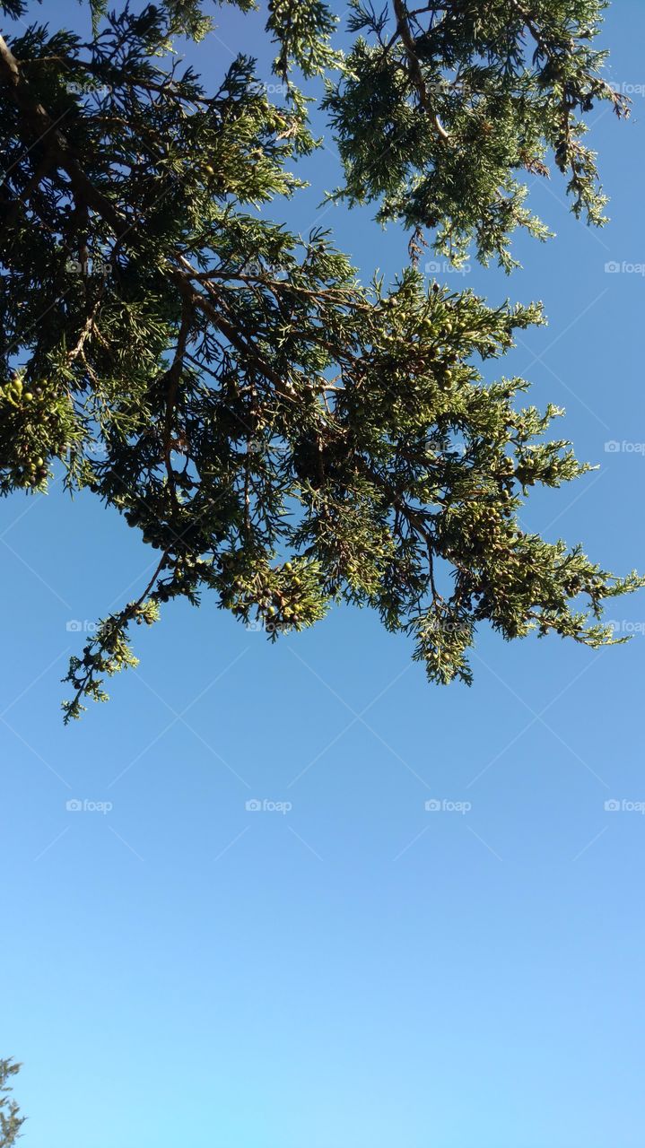 Tree, Nature, No Person, Landscape, Wood