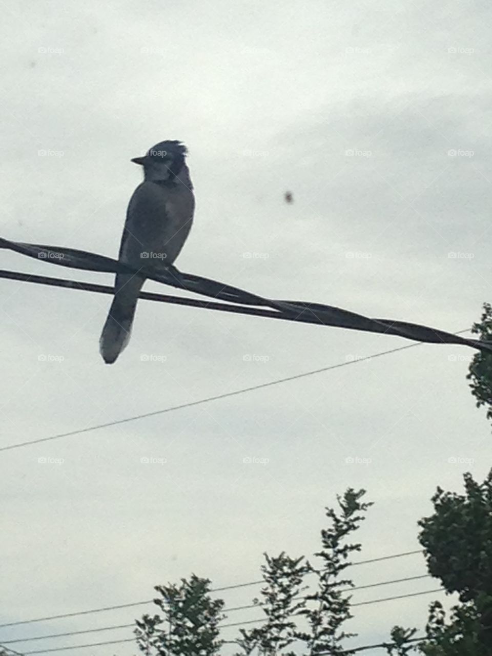 Beautiful bluejay 